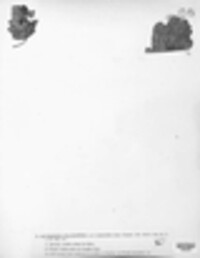 Phacidium lauri image